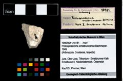 Foto (Objekt + Etikett) von Protosphaeroma ernstbrunnense (Bachmayer, 1949)  (NHMW-GEO-1990-0041-10181)